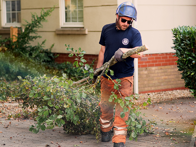 Clearing and removal of tree and hedging