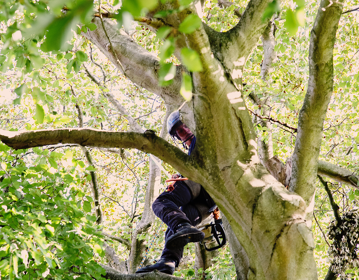 Domestic tree surgery 