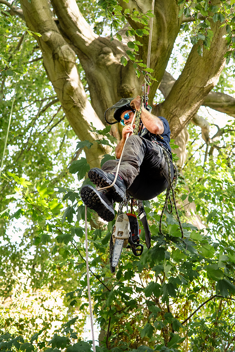 Tree surgery in action